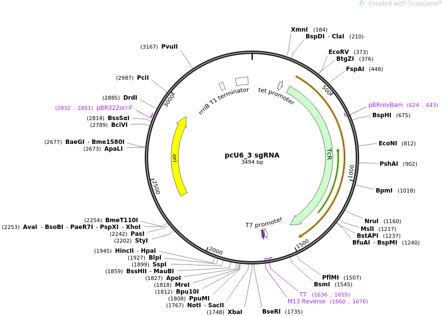 pcU6_3 sgRNA质粒图谱